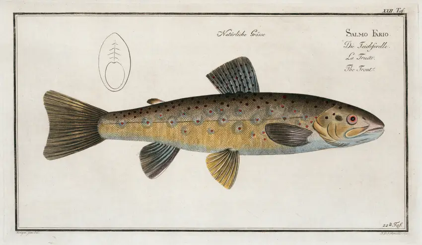 Salmo Fario, The Trout. (1785-1797) by Marcus Elieser Bloch